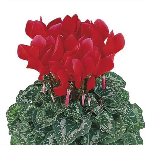 photo of flower to be used as: Pot and bedding Cyclamen persicum Halios® Écarlate Vif