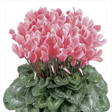 photo of flower to be used as: Pot and bedding Cyclamen persicum Latinia® Flammé Premium