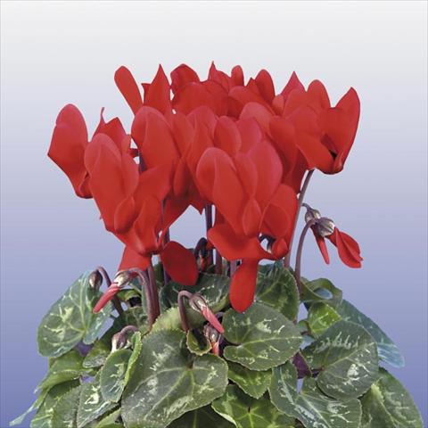 photo of flower to be used as: Pot and bedding Cyclamen persicum mini Super Serie Compact Red