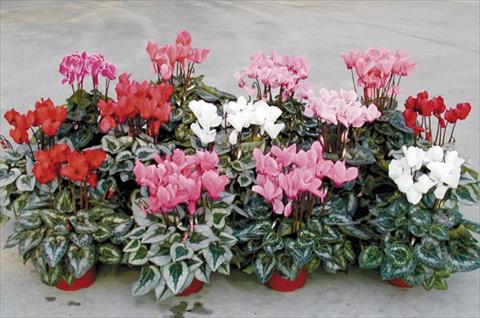 photo of flower to be used as: Pot and bedding Cyclamen persicum Midi Competition F1