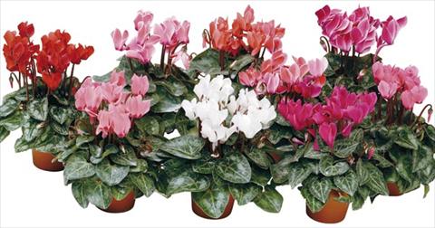 photo of flower to be used as: Pot and bedding Cyclamen persicum mini Micro Smart