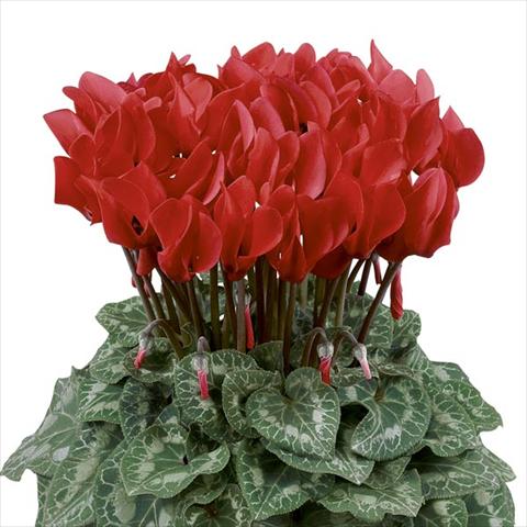 photo of flower to be used as: Pot and bedding Cyclamen persicum Latinia® Rouge Écarlate