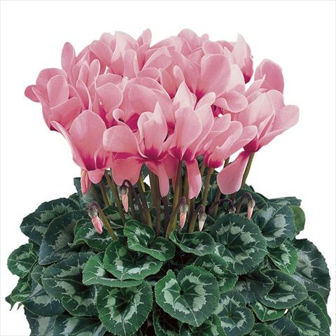 photo of flower to be used as: Pot and bedding Cyclamen persicum Halios® Rose à Oeil