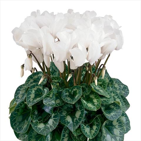 photo of flower to be used as: Pot and bedding Cyclamen persicum Halios® Blanc Pur