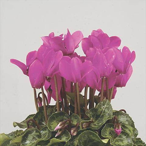 photo of flower to be used as: Pot and bedding Cyclamen persicum mini Super Serie Verano Dark Violet