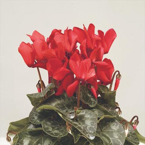 photo of flower to be used as: Pot and bedding Cyclamen persicum mini Super Serie Verano Red