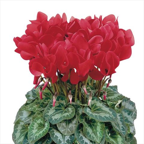 photo of flower to be used as: Pot and bedding Cyclamen persicum Halios® Écarlate Vif Compact