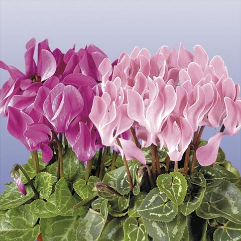 photo of flower to be used as: Pot and bedding Cyclamen persicum mini Super Serie Compact Flamed Mix