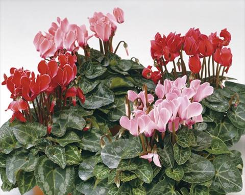 photo of flower to be used as: Pot and bedding Cyclamen persicum mini Mini Grand Channel