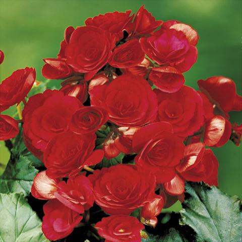 photo of flower to be used as: Basket / Pot Begonia elatior Barkos Red