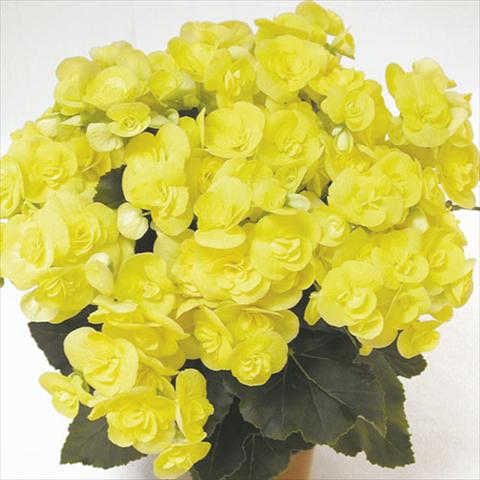 photo of flower to be used as: Basket / Pot Begonia elatior Blitz Yellow