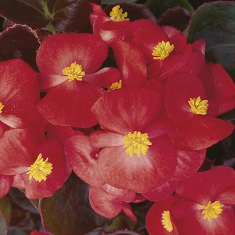photo of flower to be used as: Pot and bedding Begonia semperflorens Hy F1 Scarlet Bronzed Leaf