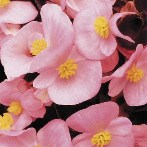 photo of flower to be used as: Pot and bedding Begonia semperflorens Hy F1 Rose Bronzed leaf