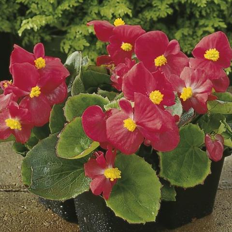 photo of flower to be used as: Pot and bedding Begonia semperflorens Hy F1 Scarlet Green Leaf