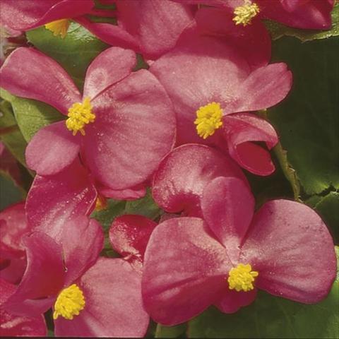 photo of flower to be used as: Pot and bedding Begonia semperflorens Hy F1 Rose Green leaf
