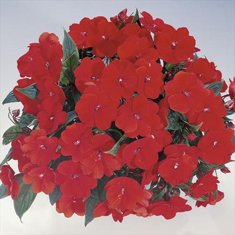 photo of flower to be used as: Basket / Pot Impatiens N. Guinea Harmony Boogie Orange