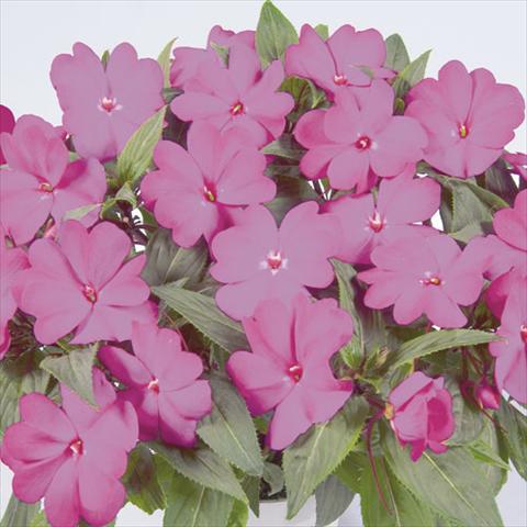 photo of flower to be used as: Basket / Pot Impatiens N. Guinea Harmony Dark Purple