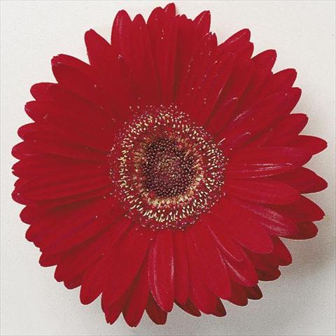 photo of flower to be used as: Pot and bedding Gerbera jamesonii Festival F1 Scarlet with Eye