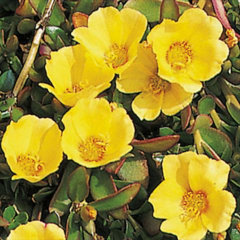 photo of flower to be used as: Bedding pot or basket Portulaca Gelb