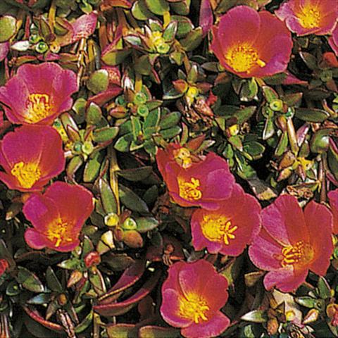 photo of flower to be used as: Pot and bedding Portulaca Rot