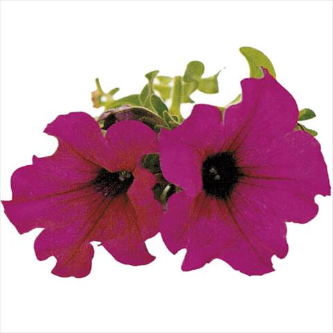 photo of flower to be used as: Basket / Pot Petunia pendula Surfinia® Purple