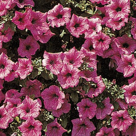 photo of flower to be used as: Basket / Pot Petunia pendula Surfinia® Hot Pink 05