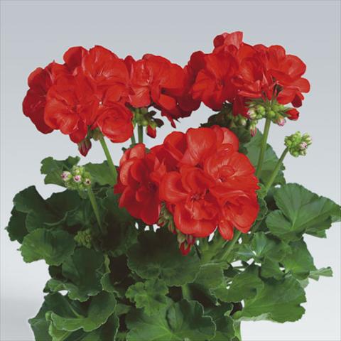 photo of flower to be used as: Pot, bedding, patio Pelargonium zonale pac® Anthony