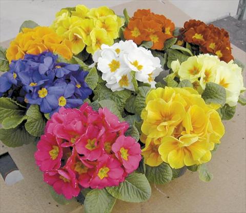 photo of flower to be used as: Pot Primula acaulis, veris, vulgaris Daytona F1 Mix