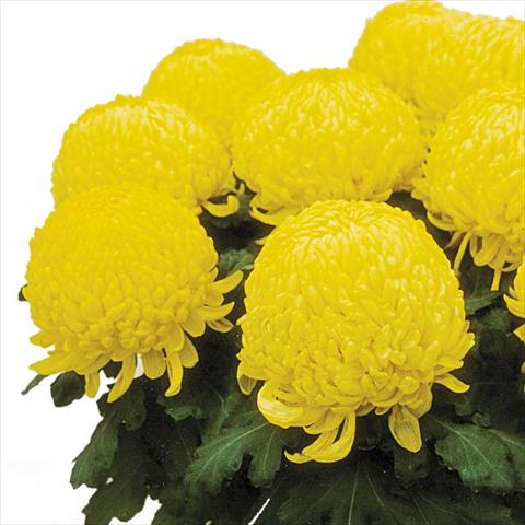 photo of flower to be used as: Pot Chrysanthemum Passion Jaune