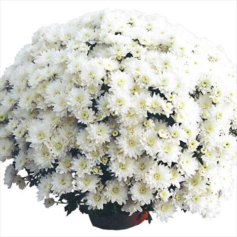 photo of flower to be used as: Pot Chrysanthemum Cottonday