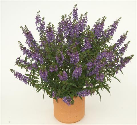 photo of flower to be used as: Pot, bedding, patio Angelonia angustifolia Alonia Dark Blue