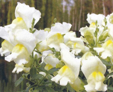 photo of flower to be used as: Pot and bedding Antirrhinum majus Dazzlig Lips Angel Spice