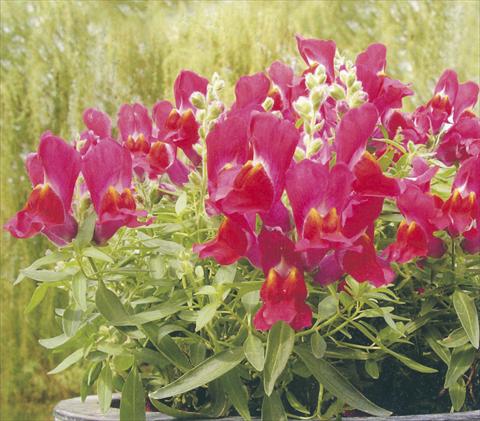 photo of flower to be used as: Pot and bedding Antirrhinum majus Dazzlig Lips Berry Nugget