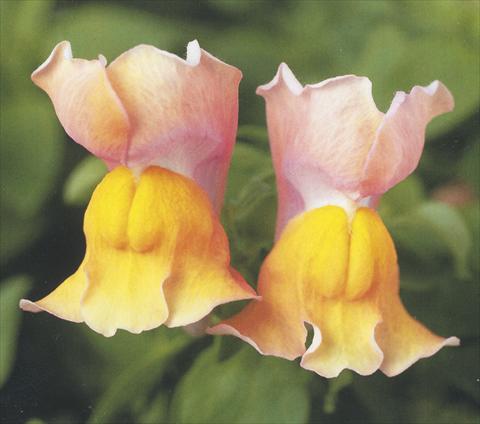 photo of flower to be used as: Pot and bedding Antirrhinum majus Dazzlig Lips Peach Paradise