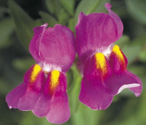 photo of flower to be used as: Pot and bedding Antirrhinum majus Dazzlig Lips Purple pearl