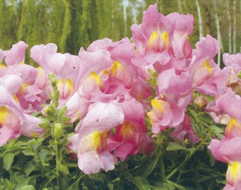 photo of flower to be used as: Pot and bedding Antirrhinum majus Dazzlig Lips Rose Petal