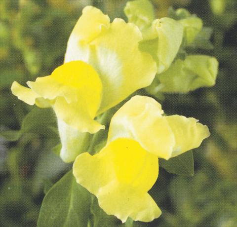 photo of flower to be used as: Pot and bedding Antirrhinum majus Dazzlig Lips Yellow Shine