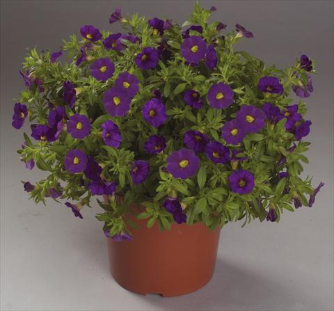photo of flower to be used as: Basket / Pot Calibrachoa Calipetite Blue