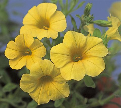 photo of flower to be used as: Bedding pot or basket Calibrachoa Calipetite Yellow