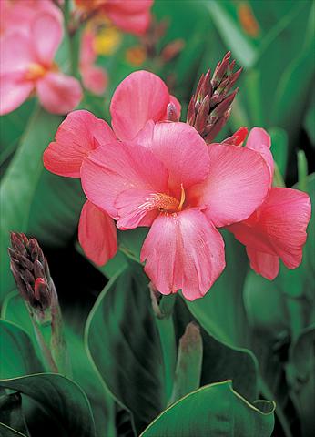 photo of flower to be used as: Pot and bedding Canna hybrida Tropical Rose
