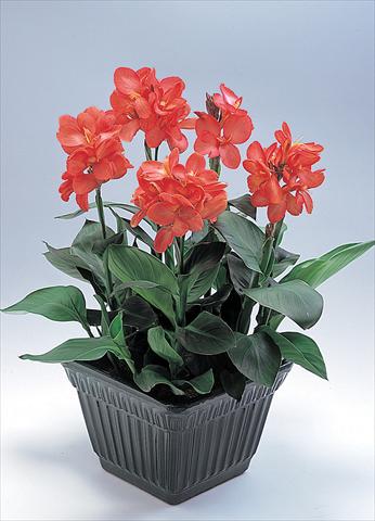 photo of flower to be used as: Pot and bedding Canna hybrida Tropical Salmon