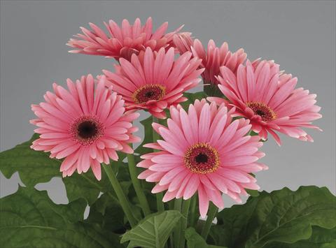 photo of flower to be used as: Pot Gerbera jamesonii Royal Deep Pink dark Eye