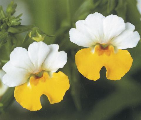 photo of flower to be used as: Basket / Pot Nemesia Giggles Attraction