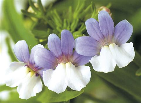 photo of flower to be used as: Basket / Pot Nemesia Giggles Caresse