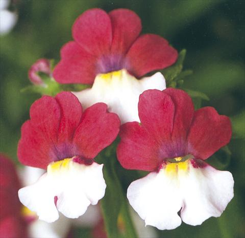 photo of flower to be used as: Basket / Pot Nemesia Giggles Charm