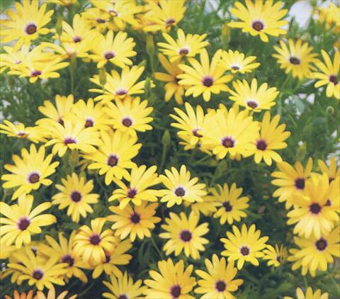 photo of flower to be used as: Pot and bedding Osteospermum Summerdaisies Alexander