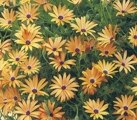 photo of flower to be used as: Pot and bedding Osteospermum Summerdaisies Maxima