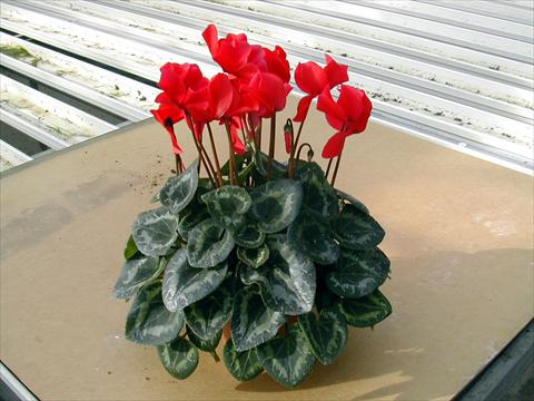 photo of flower to be used as: Pot and bedding Cyclamen persicum Rainier Scarlet