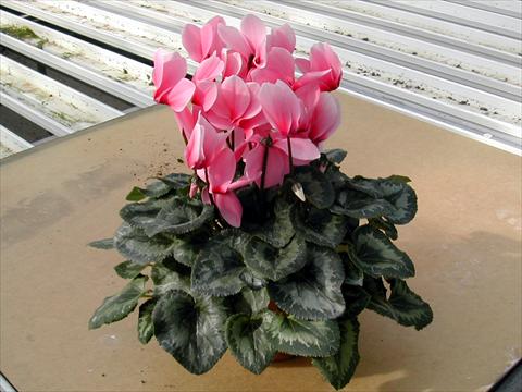 photo of flower to be used as: Pot and bedding Cyclamen persicum Rainier Light Pink With Eye