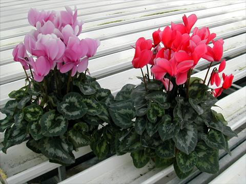 photo of flower to be used as: Pot and bedding Cyclamen persicum Rainier Lilac & Salmon
